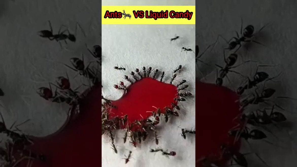 Ants Vs Liquid Candy Timelapse #shorts #timelapse #ants #liquid Ants Vs Liquid Candy Timelapse #shorts #timelapse #ants #liquid
