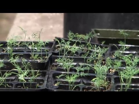 Dill Herb Container Gardening : Herb Gardening Dill Herb Container Gardening : Herb Gardening