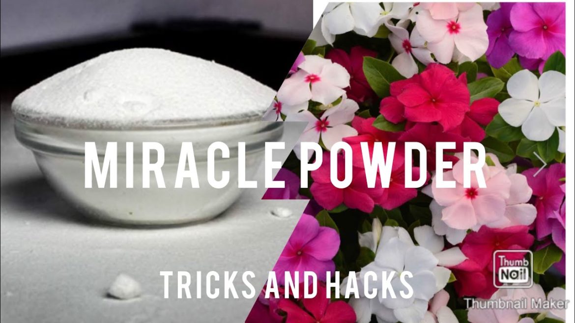 Baking soda/ uses/ tricks and hacks/in gardening/Tamil/Anitha’s gardening Tips