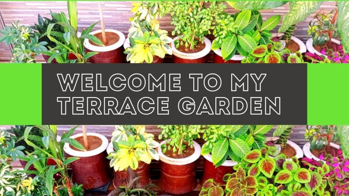 Welcome to my Terrace Garden