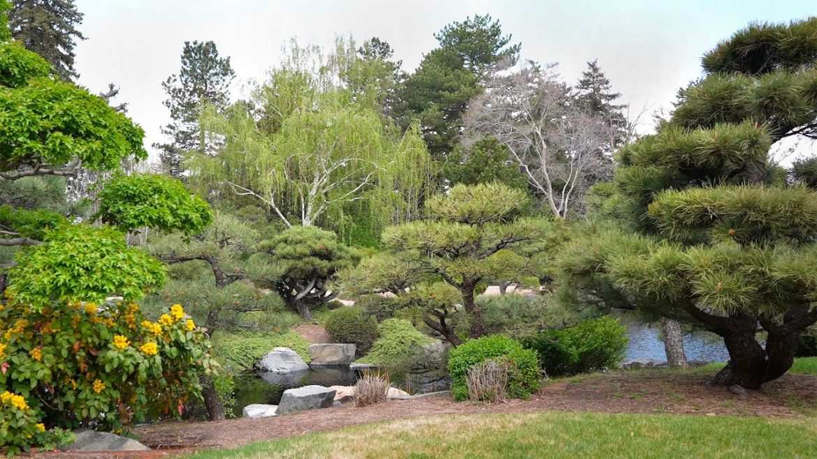 Japanese Garden at Denver Botanic Gardens in April