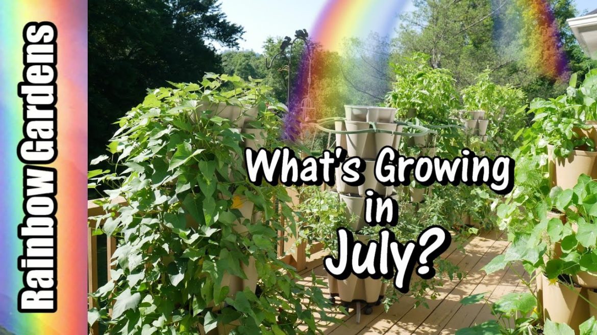 July Container Garden Tour , Cucumbers, Potato Harvest, Disease and Insects! July Container Garden Tour , Cucumbers, Potato Harvest, Disease and Insects!