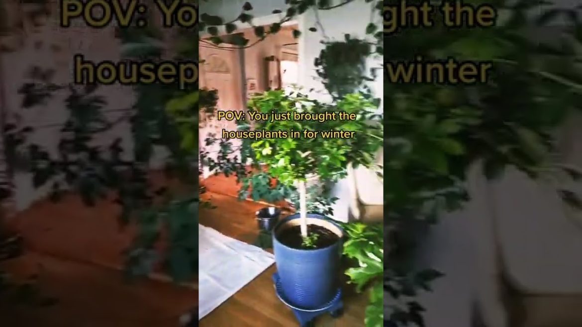 Green House Tour Tiktok livedesign