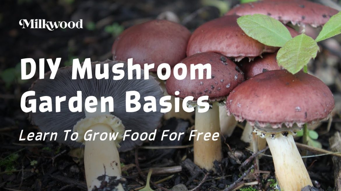 How To Grow Edible Mushrooms In Your Home Garden | Milkwood How To Grow Edible Mushrooms In Your Home Garden | Milkwood