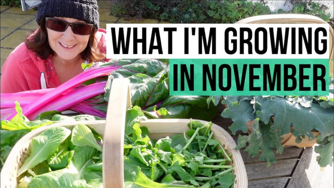 Kitchen Garden Tour November 2020 – Winter Vegetable Gardening UK Kitchen Garden Tour November 2020 - Winter Vegetable Gardening UK