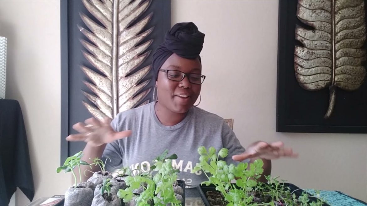 Garden Vlog – Seed Haul – My Garden Plans Are Changing Garden Vlog - Seed Haul - My Garden Plans Are Changing