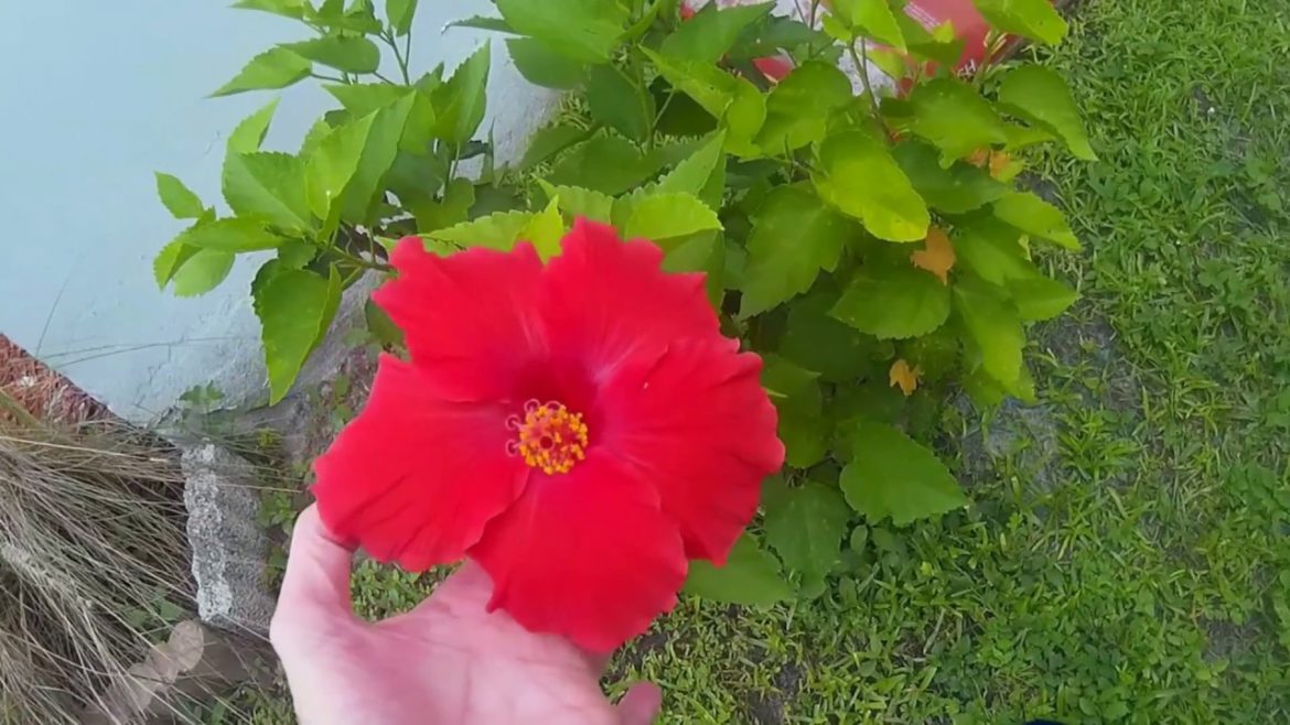 Front yard garden Tour