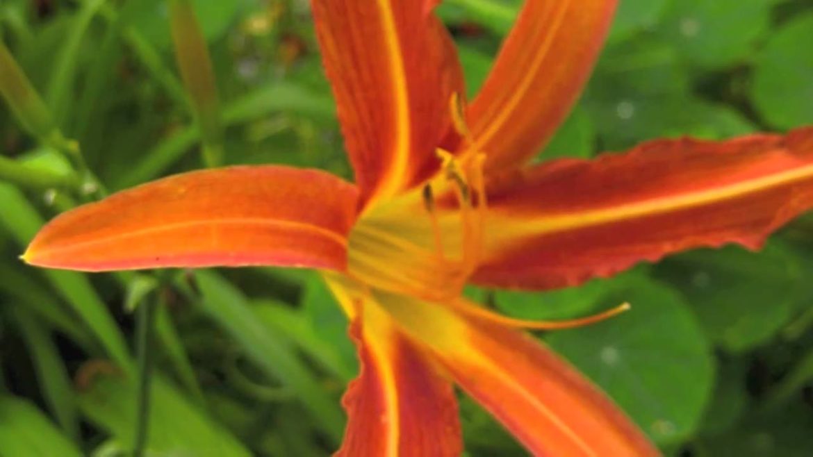 Create your own edible flower garden