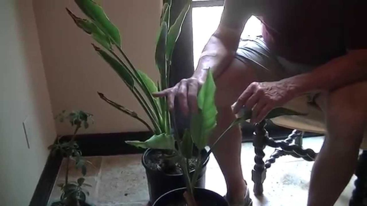 Francis the Gardener TIP #3: How to Care for Bird of Paradise plant in Sonoran Desert