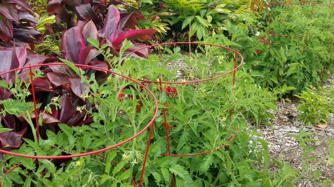 An Easy Edible Landscaping Example An Easy Edible Landscaping Example