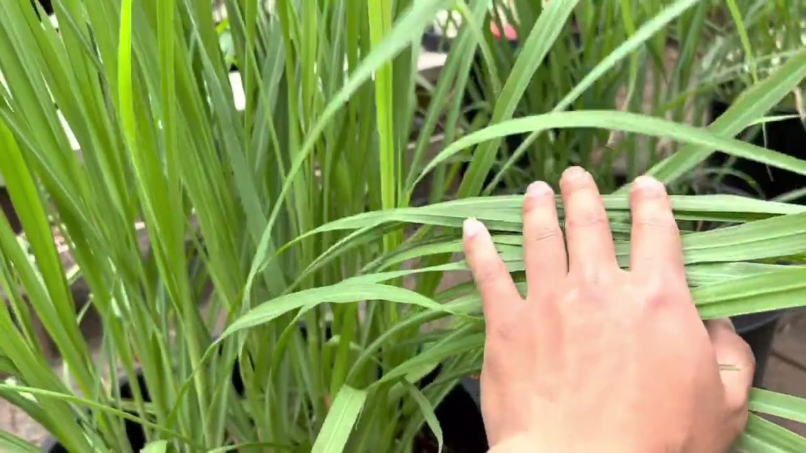 Lemon Grass – Family Friendly Backyard Landscaping Ideas Lemon Grass - Family Friendly Backyard Landscaping Ideas
