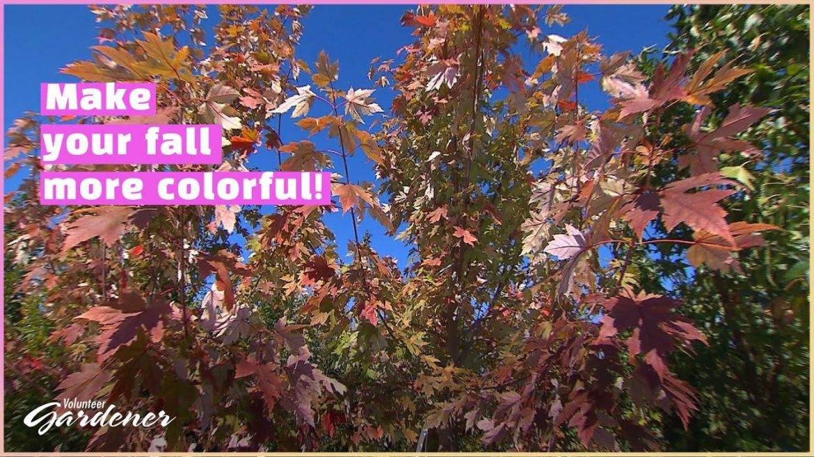 Trees for Fall Color | Volunteer Gardener Trees for Fall Color | Volunteer Gardener