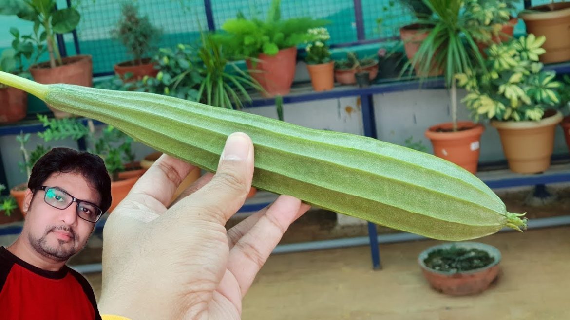 Rainy Season Vegetable Seeds Sowing + Results | Vegetable Gardening at Home