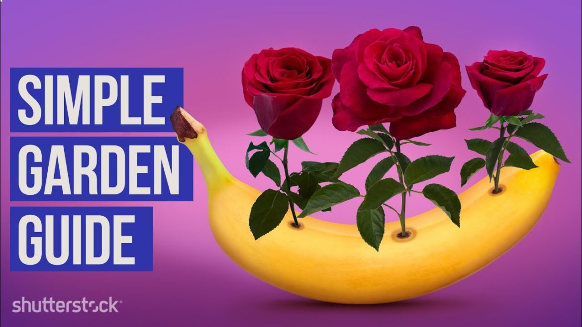 Are you still buying flowers? Here're the top garden tips to grow them at home