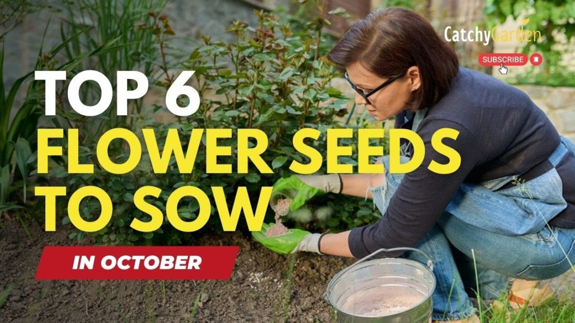 Top 6 Flower Seeds To Sow In October π·πΈπΉ Top 6 Flower Seeds To Sow In October π·πΈπΉ