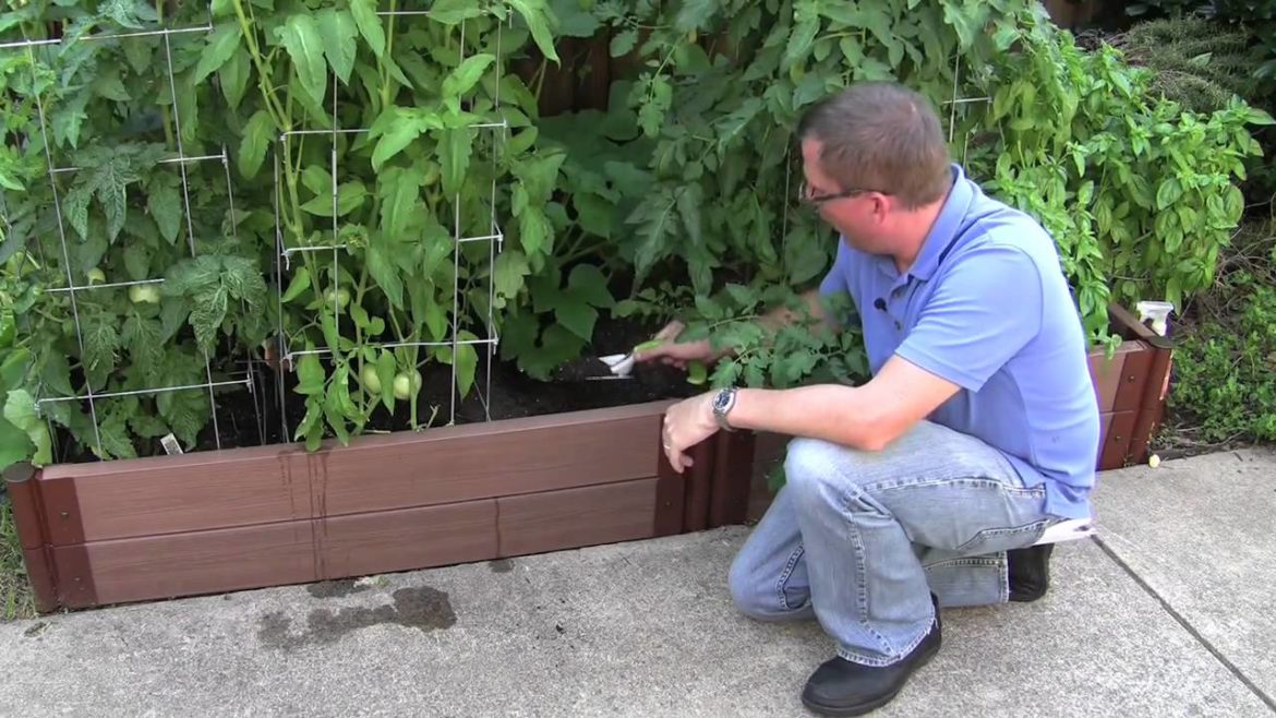 How to garden: Starting a Vegetable Garden How to garden: Starting a Vegetable Garden