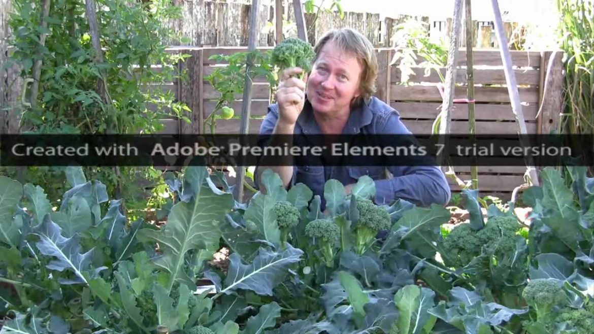 Growing Broccoli - Vegetable Gardening