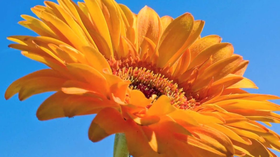 Gardening Tips : How to Grow Transvaal Daisy (Gerbera Jamesonii) Gardening Tips : How to Grow Transvaal Daisy (Gerbera Jamesonii)