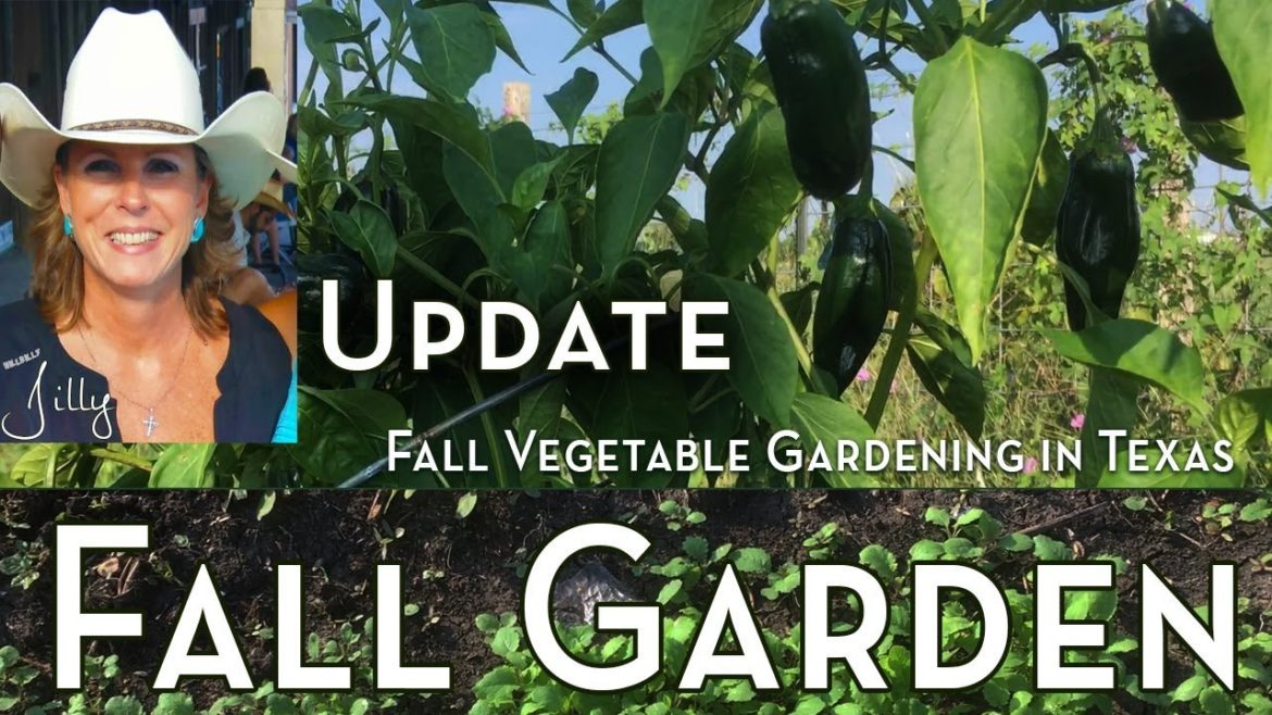 Fall Vegetable Gardening in Texas – Progress Update Fall Vegetable Gardening in Texas - Progress Update