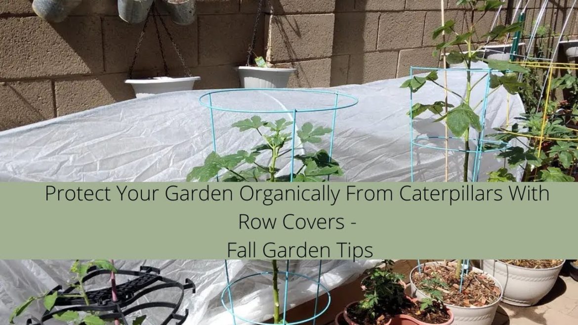 How To Protect Your Garden Organically From Caterpillars - Garden Tips