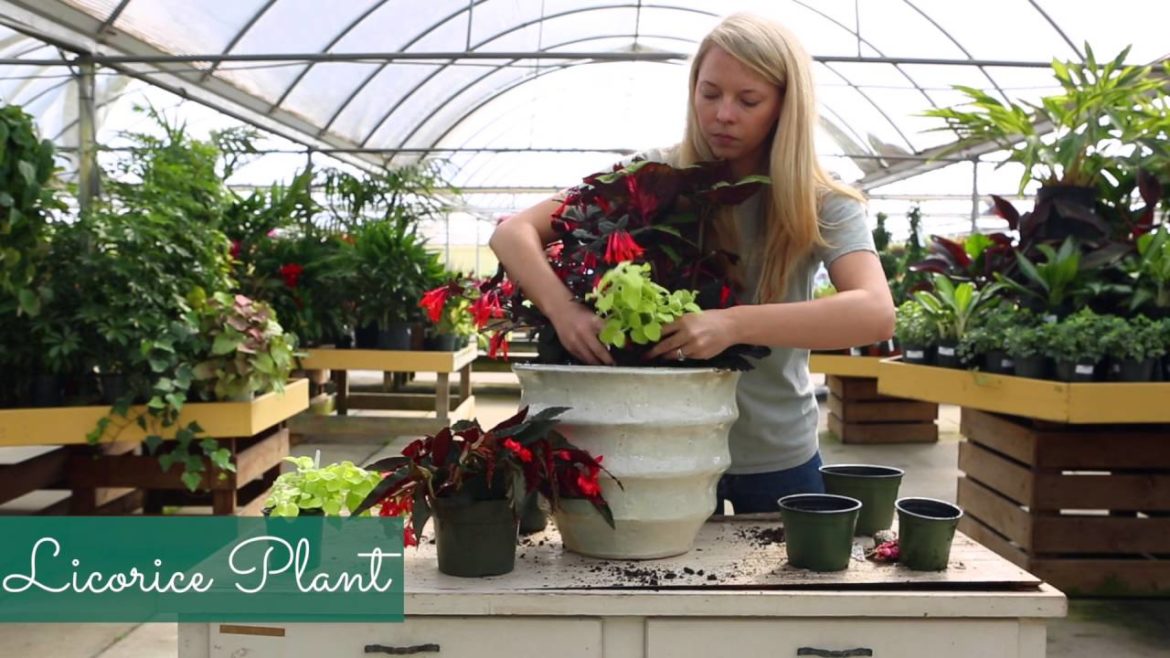 Container Garden Recipe for Shade | Shade Planter Ideas