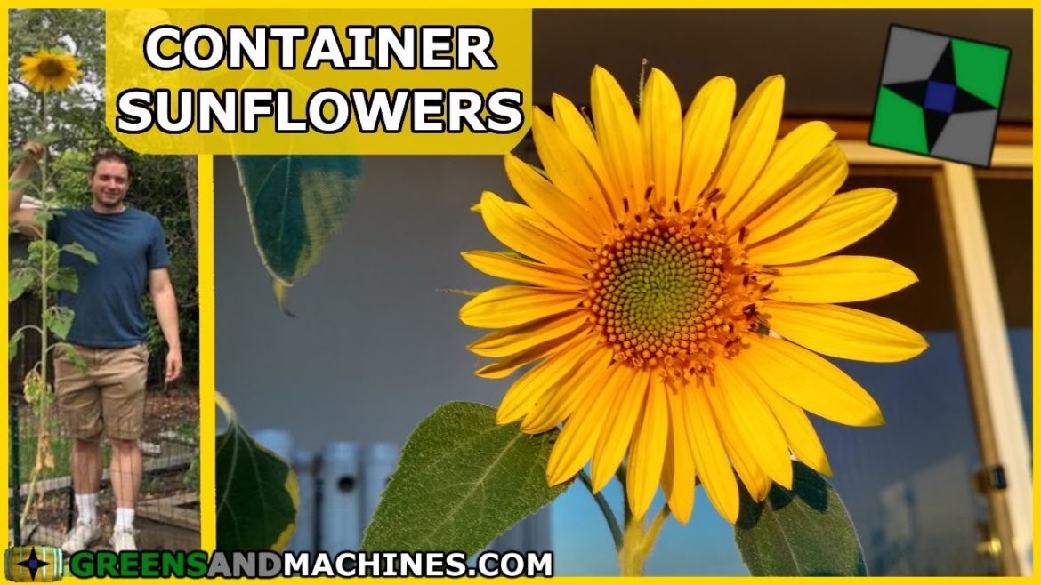 Here's how tall my Sunflowers grew in my Container Garden | #sunflowerchallenge2019 Here's how tall my Sunflowers grew in my Container Garden | #sunflowerchallenge2019