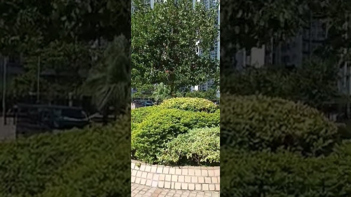 Mahangin sa labas ◇Tao Rose◇ #shorts #shortvideo #shortsvideo #short #nature #naturelover #share