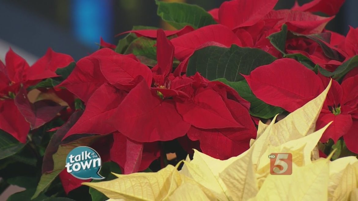 Master Gardener Troy Marden's Tips For Seasonal Flowers
