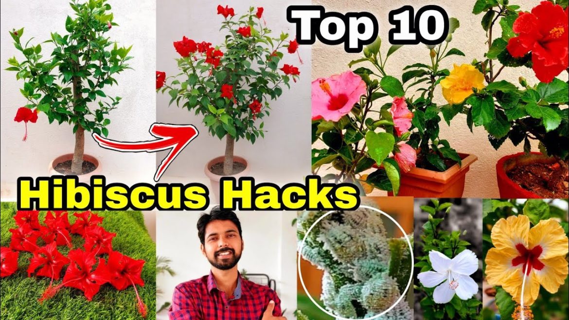 10 Gardening Hacks for Hibiscus plant | Mealybugs treatment | Hibiscus Grafting