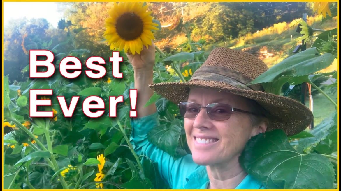 Kaye Kittrell: COMPLETE GARDEN UPDATE and HARVEST COMPLETE GARDEN UPDATE and HARVEST