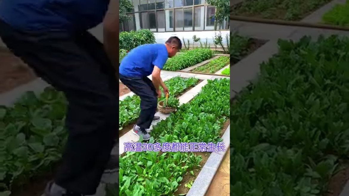 Simple Tips for Growing Vegetables by meimei
