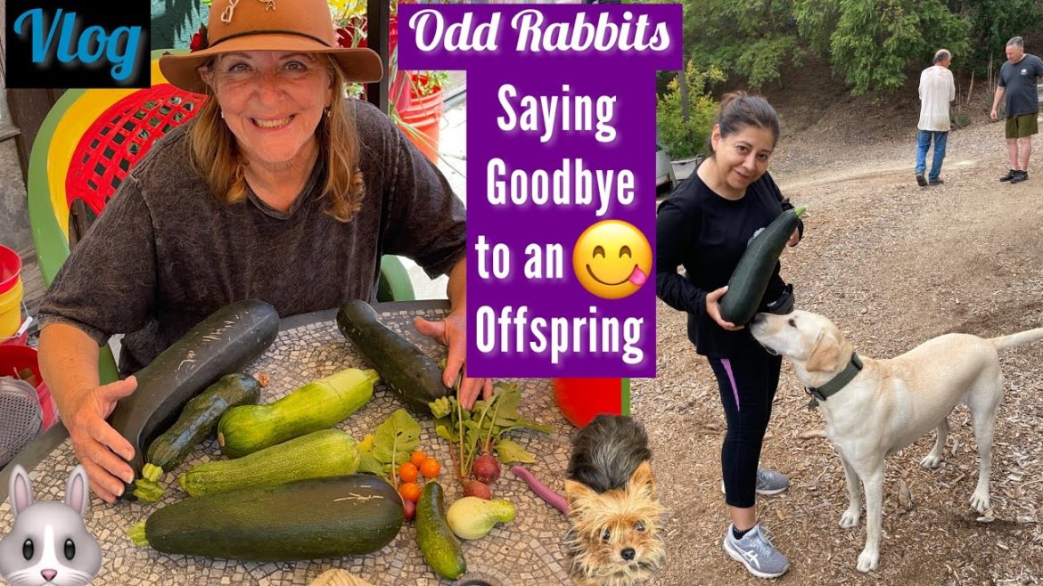 Growing Zucchini TIPS Rabbit SURPRISE Daily Squash Harvest Container Gardening, Cardboard Box Garden Growing Zucchini TIPS Rabbit SURPRISE Daily Squash Harvest Container Gardening, Cardboard Box Garden