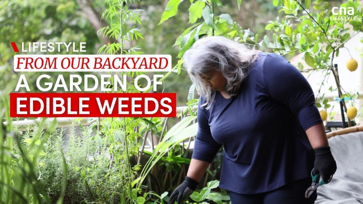 From garden to table: A forager’s passion for Singapore’s edible weeds | CNA Lifestyle