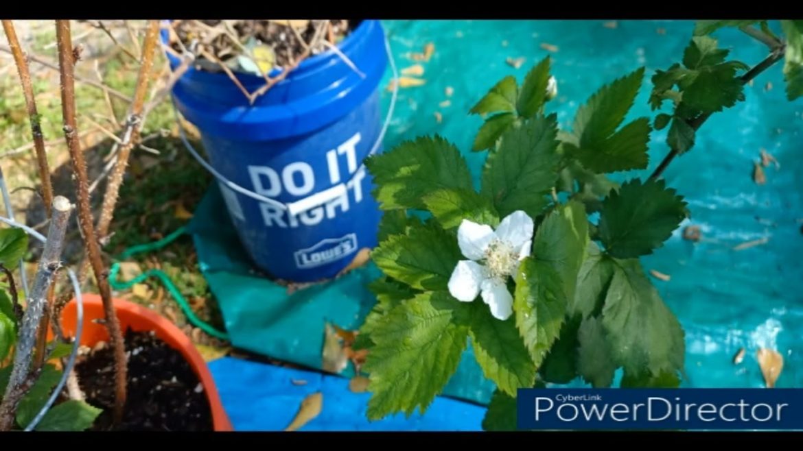 What do we have here | Container Gardening What do we have here | Container Gardening