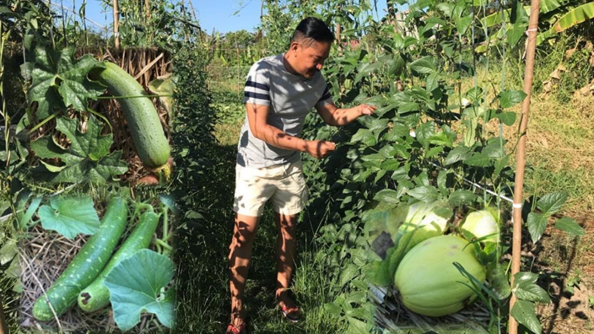 MASAGANANG GULAYAN!!! MARAMING PARAAN!!! VEGETABLE GARDEN. VEGETABLE GARDENING! Philippines.