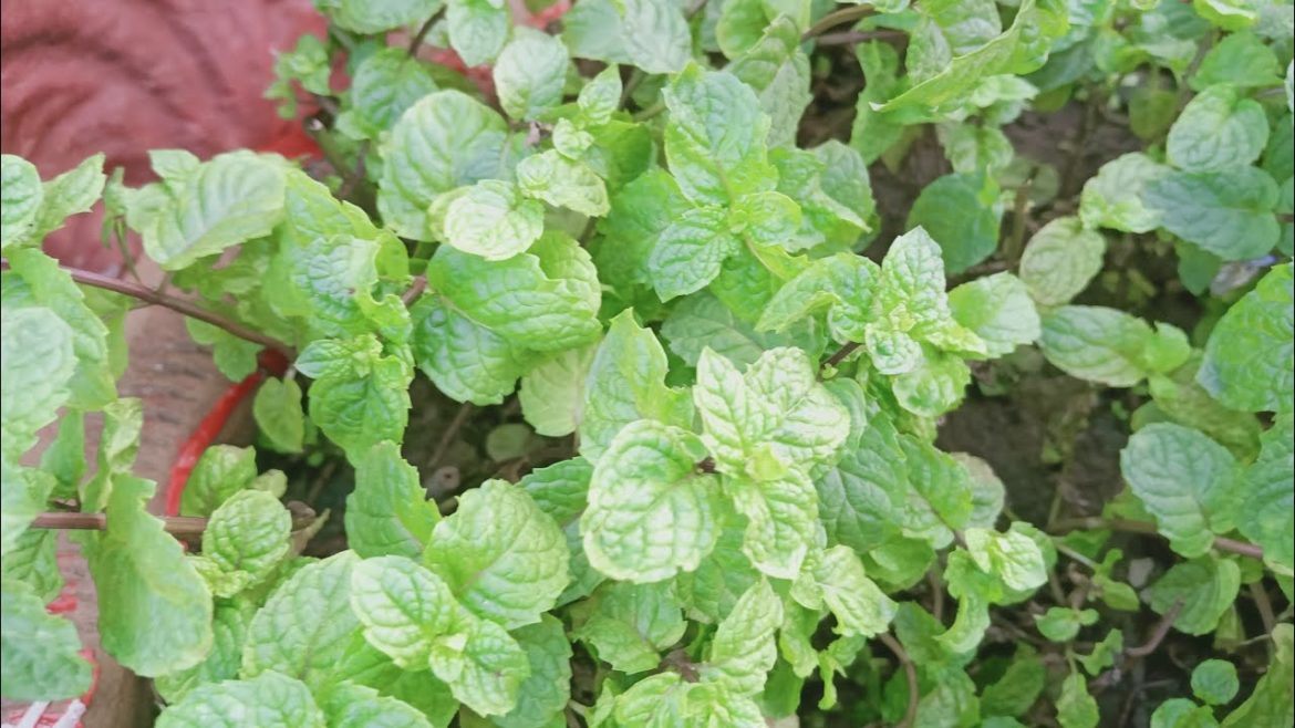 How to Grow Mint In water |Mint Growing At rooftop|Gardening tips|Rooftop kichen Gardening Ideas How to Grow Mint In water |Mint Growing At rooftop|Gardening tips|Rooftop kichen Gardening Ideas