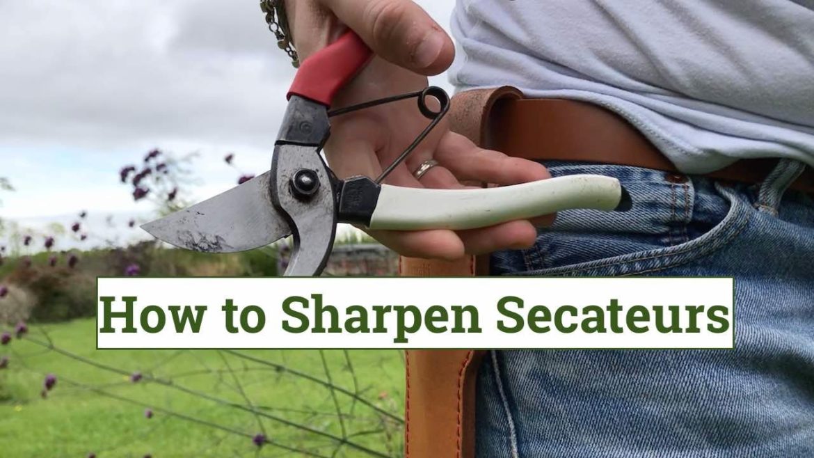How to sharpen secateurs How to sharpen secateurs