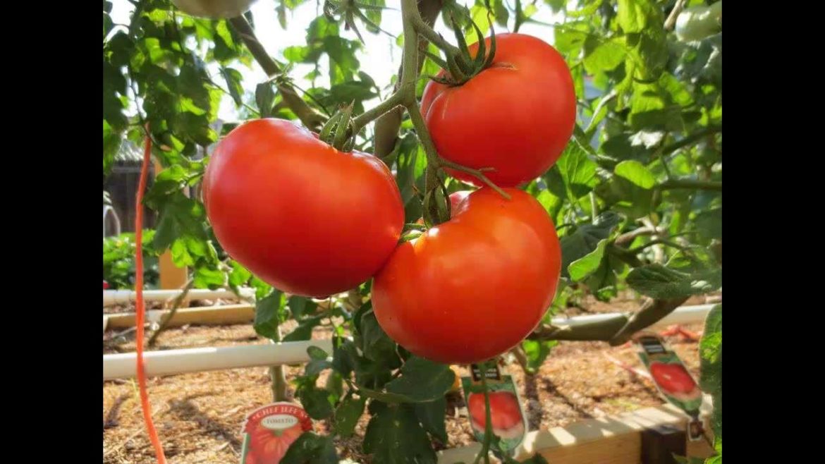 Mittleider Gardening Method: The Big Lie