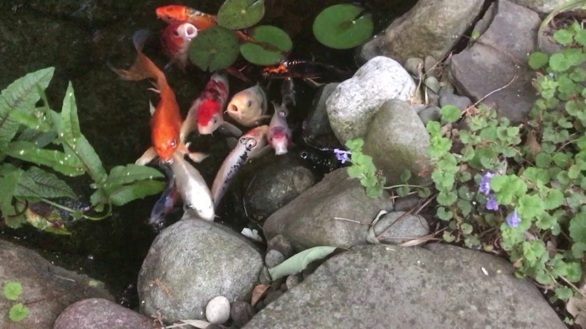 The Secret(s) to Keep Your Pond Crystal Clear | The Barefooted Gardener The Secret(s) to Keep Your Pond Crystal Clear | The Barefooted Gardener