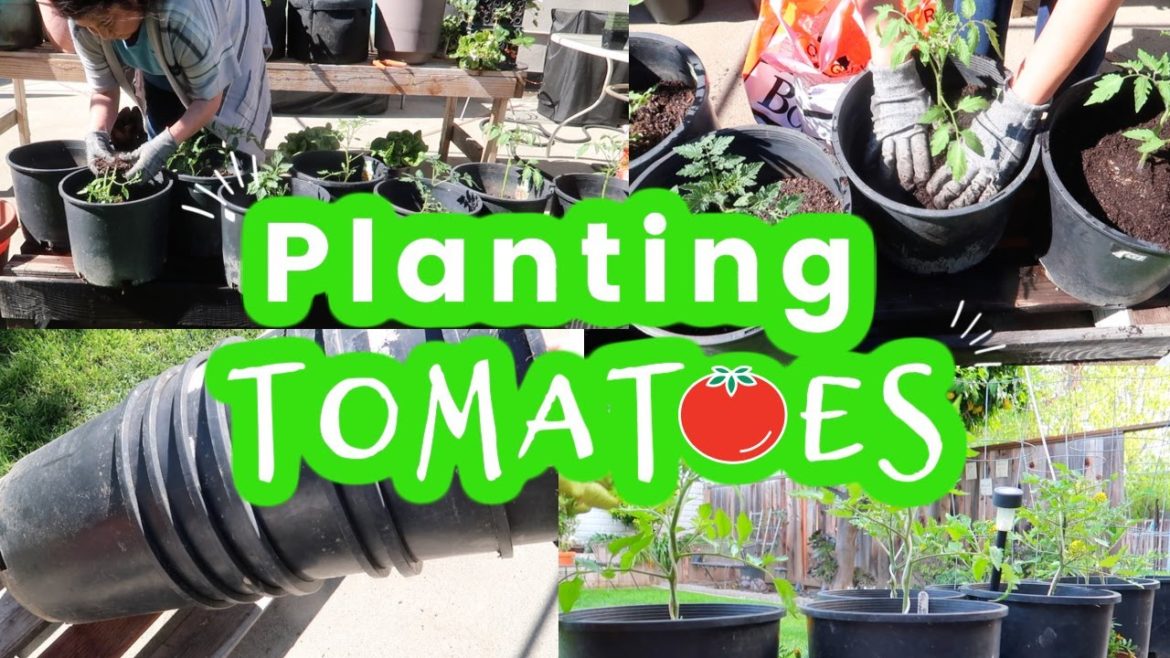 GROWING TOMATOES IN CONTAINERS | CONTAINER GARDENING | TOMATO GROWING TOMATOES IN CONTAINERS | CONTAINER GARDENING | TOMATO