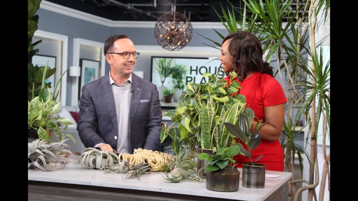 The 70's house plants that are making a comeback