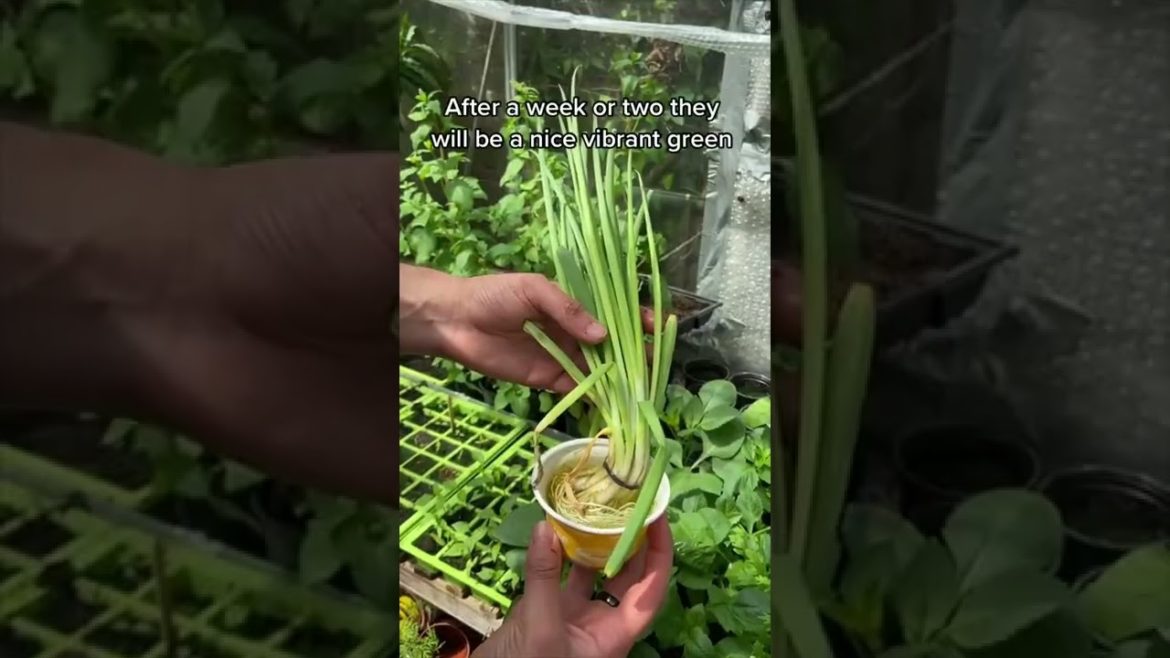 #shorts  #garden #gardening #gardentour #gardener #gardens #harvest #harvesting #organic #planting