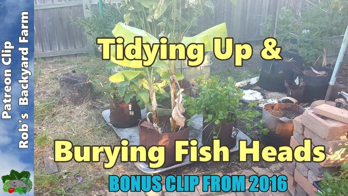 Burying Fish Heads & Container Garden – Supporters Clip October 2016 Burying Fish Heads & Container Garden - Supporters Clip October 2016