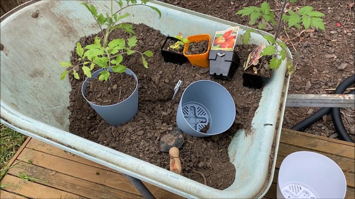 10 Second Garden Tips, Potting Up Plants