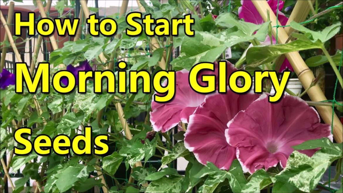 How to start morning glory seeds (Farocean's Garden) | Container Gardening