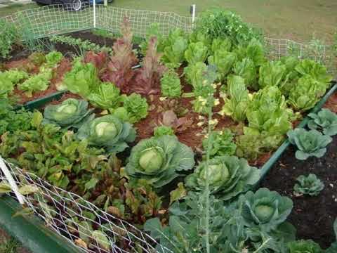 Small vegetable garden ideas Small vegetable garden ideas