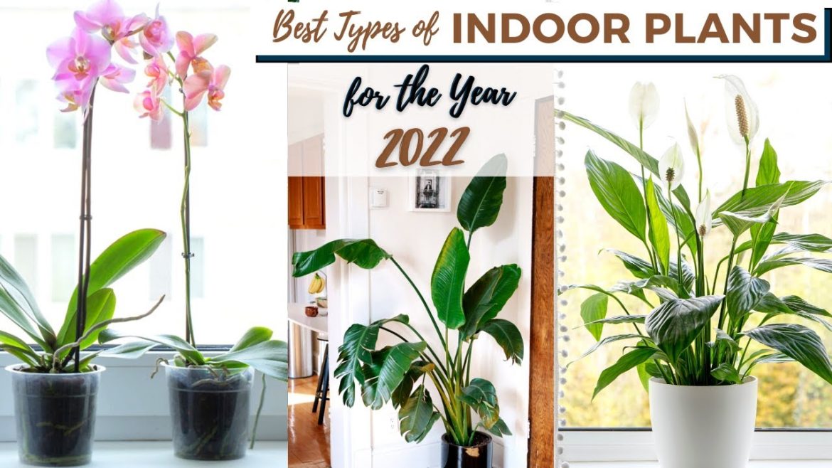 Best Types of Indoor Plants for the Year 2022 Best Types of Indoor Plants for the Year 2022