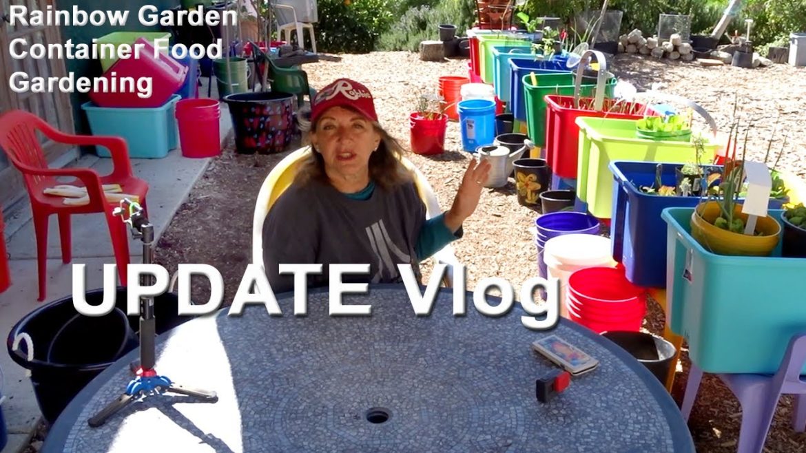 Update Vlog on Rainbow Garden Container Gardening Vegetables, Food, Compost in Place, Starting Seeds