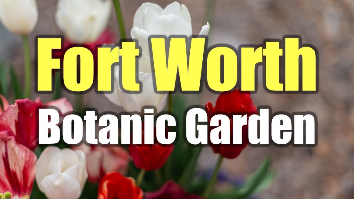 Fort Worth Botanic Garden Tulips, Roses & Japanese Gardens #FortWorthGardens Fort Worth Botanic Garden Tulips, Roses & Japanese Gardens #FortWorthGardens