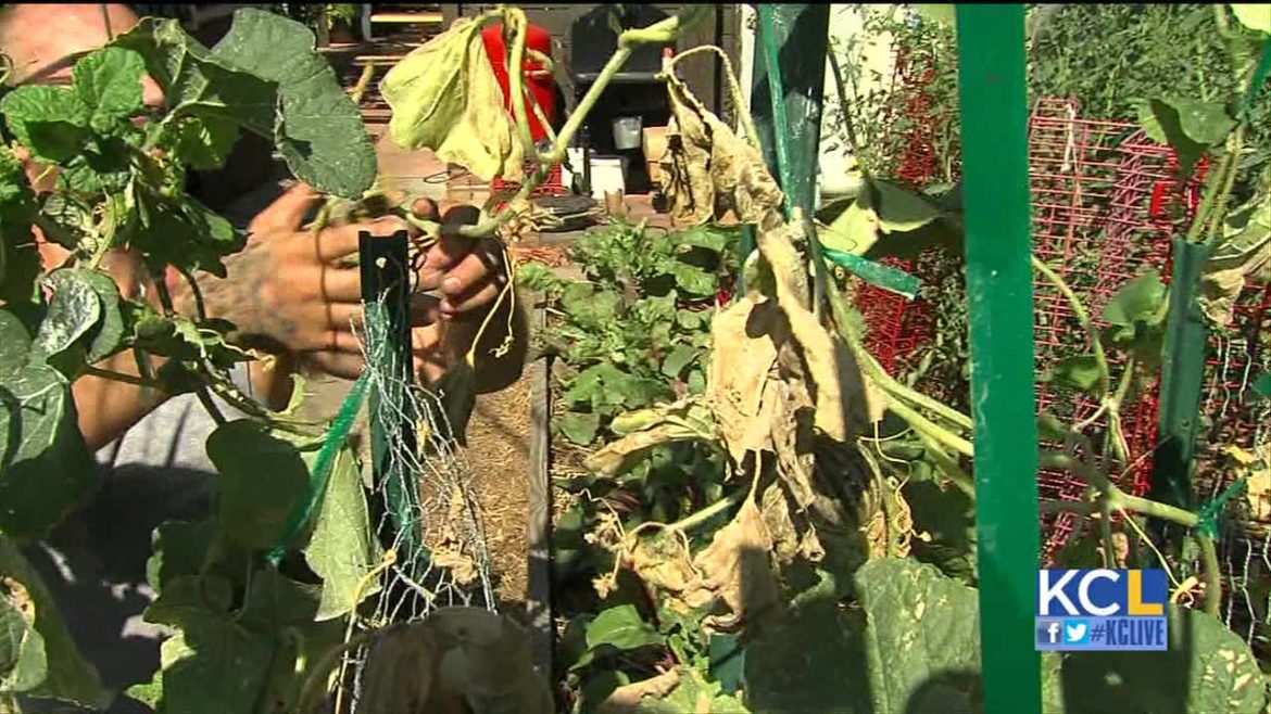 Urban Gardening